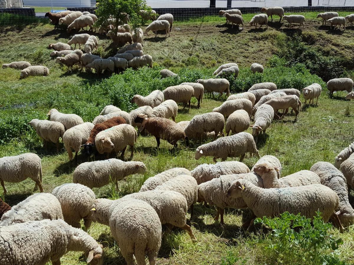 Les Lavandines Otel Montagnac  Dış mekan fotoğraf